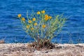 Mediterranean plant with yellow flowers on a dune of Tristinika beach, Toroni Royalty Free Stock Photo