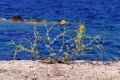Mediterranean plant with yellow flowers on a dune of Tristinika beach, ToroniMediterranean plant with yellow flowers with the blue Royalty Free Stock Photo