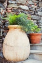 Mediterranean plants in clay flower pots Royalty Free Stock Photo