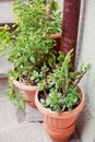 Mediterranean plants in clay flower pots Royalty Free Stock Photo