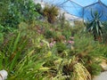 Mediterranean plants at the Eden Project, Cornwall Royalty Free Stock Photo