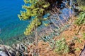 Mediterranean plants by the sea Royalty Free Stock Photo