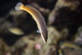 Mediterranean rainbow wrasse, coris julis Royalty Free Stock Photo