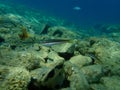 Mediterranean rainbow wrasse Coris julis undersea, Aegean Sea, Greece. Royalty Free Stock Photo