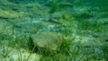 Mediterranean rainbow wrasse Coris julis undersea, Aegean Sea, Greece. Royalty Free Stock Photo