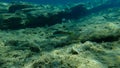 Mediterranean rainbow wrasse Coris julis undersea, Aegean Sea, Greece. Royalty Free Stock Photo