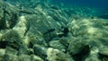 Mediterranean rainbow wrasse Coris julis undersea, Aegean Sea, Greece. Royalty Free Stock Photo