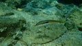 Mediterranean rainbow wrasse Coris julis undersea, Aegean Sea, Greece. Royalty Free Stock Photo