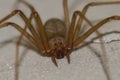 Mediterranean recluse spider Royalty Free Stock Photo