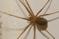 Mediterranean recluse spider.