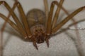 Mediterranean recluse spider