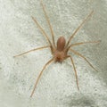 Mediterranean recluse spider, violin spider Loxosceles rufescens