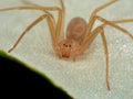 Mediterranean recluse spider, violin spider Loxosceles rufescens