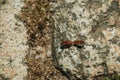 Mediterranean red bugs over stone near Monsanto