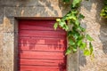 Mediterranean red painted wooden door with white grapes branches hanging over. Wine cellar door. Stone wall. Winery, entrance. Royalty Free Stock Photo