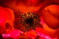 Mediterranean Red Rose Macro Closeup