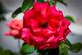 Mediterranean Red Rose Macro Closeup