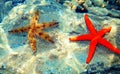 Mediterranean Red Sea Star - Echinaster sepositus Royalty Free Stock Photo