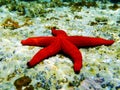 Mediterranean Red Sea Star - Echinaster sepositus