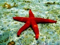 Mediterranean Red Sea Star - Echinaster sepositus