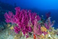 Mediterranean Red Seafan Royalty Free Stock Photo