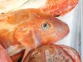 Mediterranean red tub gurnard outside