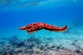 Mediterranean rock seastar - Coscinasterias tenuispina Royalty Free Stock Photo