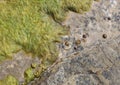 Mediterranean rocks beach with algae