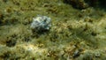 Mediterranean intertidal hermit crab Clibanarius erythropus and sea snail banded murex Hexaplex trunculus undersea