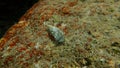 Mediterranean intertidal hermit crab Clibanarius erythropus and seashell of sea snail Cerithium lividulum undersea