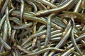 Mediterranean sand eel (Gymnammodytes cicerelus)