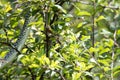 Mediterranean sand lizard climbs