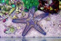 Mediterranean sand sea starfish