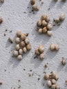 Mediterranean sand snails Theba pisana hanging on a white wall