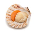 Mediterranean scallop Royalty Free Stock Photo