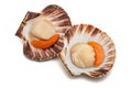 Mediterranean scallop Royalty Free Stock Photo