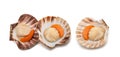 Mediterranean scallop Royalty Free Stock Photo