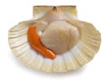 Mediterranean scallop Royalty Free Stock Photo