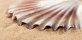 Mediterranean scallop, Pecten jacobaeus seashell on sand Royalty Free Stock Photo