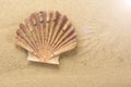 Mediterranean scallop, Pecten jacobaeus seashell on sandy beach Royalty Free Stock Photo