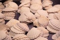 Mediterranean scallop shells at the market La Boqueria. Royalty Free Stock Photo