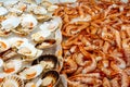 Mediterranean scallop and shrimps Royalty Free Stock Photo