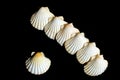 Mediterranean scallops shells