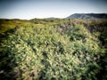 Mediterranean scrub leafs sky Royalty Free Stock Photo