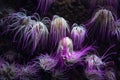 Mediterranean sea anemone pink fluorescent