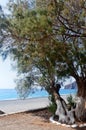 Mediterranean Sea, beach, tree Sougia, Crete, Greece