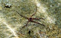 The Mediterranean Sea Brittle starfish - Ophioderma sp.