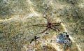 The Mediterranean Sea Brittle starfish - Ophioderma sp.