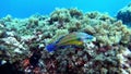 Mediterranean sea colourful reeef fish swimming close to the camera