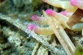 Mediterranean sea glass anemone shrimp - Periclimenes aegylios Royalty Free Stock Photo